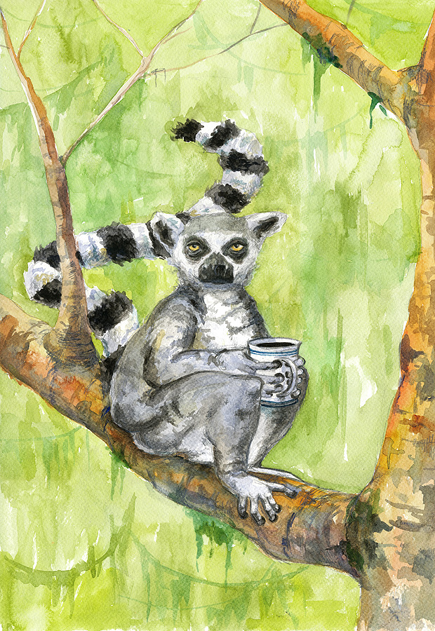 Kaffeabe lemur
